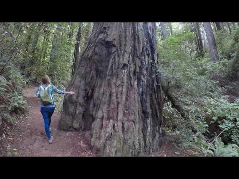 Hike to Samuel P Taylor's Pioneer Tree - YouTube thumbnail