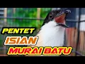Download Lagu CENDET ISIAN MURAI BATU LOVEBIRD KACER