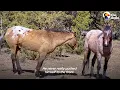 Wild Horse Immediately Recognizes His Girlfriend After Years Apart | The Dodo Faith = Restored