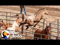 Wild Horse Immediately Recognizes His Girlfriend After Years Apart The Dodo Faith Restored