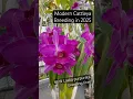 Download Lagu Classic #cattleya #orchid, NEW breeding lines! Learn about newly awarded orchids w. Waldor Orchids!