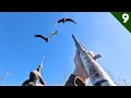 COVERED UP In DUCKS and CRANES On Opening Day Limited Out Duck Hunting 2025