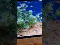 Download Lagu Lovely leopard danio zebra danios corydoras cory catfish fish tank community aquariums #danio #short