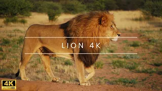 lion 4k - The King of Beasts A 4K Cinematic Experience with Lions