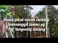 Download Lagu pikat cucak ranting gacor gak lama yg liar melawan turun, cocok masteran burung bahan calon pikat