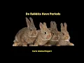 Do Rabbits have Periods