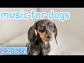 Download Lagu Dog Music: Separation Anxiety Busting Songs for Dogs Ears!