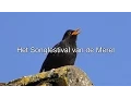 Download Lagu Het Songfestival van de Merel