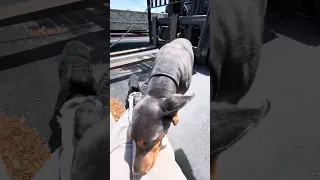 Good morning.. #fyp #dream #doberman #pets #wildlife