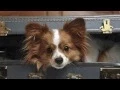 Pet Friendly Hotels Jacksonville North Carolina