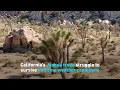 California s Joshua trees struggle to survive extreme weather conditions