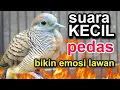 Download Lagu perkutut lokal gacor suara kecil pedas bikin lawan emosi