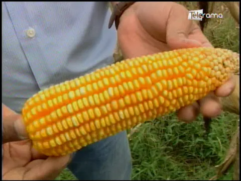 Ecuador Agropecuario 09-08-2018