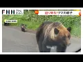 Download Lagu 停車した車の反対側の草むらから迫り来る親子グマ　北海道・斜里町　環境省は「むやみに停車せず車から降りない」よう注意呼びかけ
