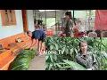 Download Lagu Climbing the Mountain to Pick Bamboo Leaves – A Simple Life in the Countryside