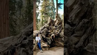 Beautiful things don’t ask for attention #fypviralシ #nature #travel #beautifulthings #adventure