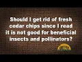 Q A - Should I get rid of fresh cedar chips around my garden