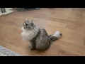 Cat Performs Backflip