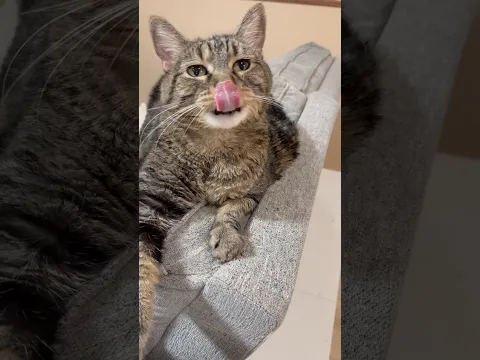 She’s up! Everybody needs Penny… #talkingcat