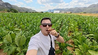 Searching for the best cigars in Cuba
