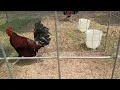 game fowl chickens for sale