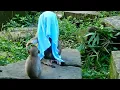 Download Lagu Most funny video! Adorable new abandoned Luna play hide \u0026 seek with Shakira, Luna enjoy wears towel