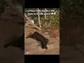 Comment if you guys would play the 100 man vs gorilla game