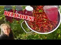 Download Lagu Aalbessen Siroop Maken ‐ Puur en Lekker, én Je Weet Wat Erin Zit 😉 - No Nonsense Conserveren