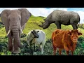 Download Lagu Suara hewan : Gajah, Banteng, Domba, Badak
