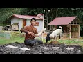 Lagu CEO Trieu Phong Caring for Two Puppy Dogs \u0026 Harvesting Stream Fish in the Deep Forest