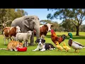 Download Lagu Suara Hewan Ternak: Anjing, Ayam, Bebek, Kuda, Panda, Gajah, Panda - Momen Hewan Download Lagu Suara Hewan Ternak: Anjing, Ayam, Bebek, Kuda, Panda, Gajah, Panda - Momen Hewan