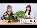 Download Lagu ぽぴばん！#21「盆栽に挑戦」