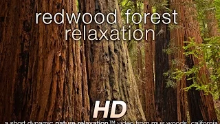 Download Redwood Forest Relaxation HD Video - Nature Sounds 1080p HD MP3