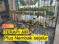 Download Lagu TERAPI AIR UNTUK PLECI MACET BUNYI | PLUS MASTERAN NEMBAK SEJALUR