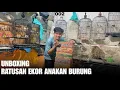 Download Lagu UNBOXING RATUSAN EKOR ANAKAN BURUNG #02