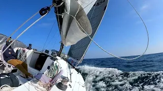 The Hunt. Sailing With a Dolphin Super Pod #ourladydefiant #sailing #yachtracing #dolphin