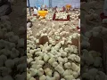 Download Lagu AYAM POTONG (tutorial memanggil ayam)!