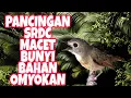 Terapi burung SRDC Bahan macet bunyi agar cepat Gacor