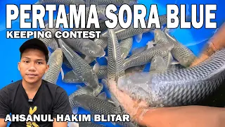 Download ADA YANG BARU NIH, SORAGOI KOK BIRU BREEDER AHSANUL HAKIM BLITAR | KEEPING CONTEST IKAN KOI MP3