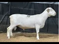 4540 Yearling Ram Online at Tays Realty Auction LLC