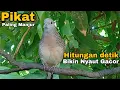 Download Lagu Perkutut lokal gacor  Pikat MANJUR Hitungan detik Bikin ribut Nyaut