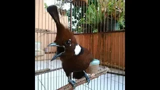 suara cililin jernih