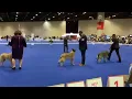 Belgian laekenois Akc national championship 2023 BOB Teeko and Adlane