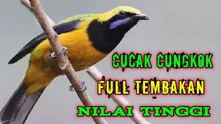 cucak cungkok gacor full isian mewah nilai tinggi ribangkicau4l