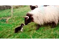 Man s Best Workmate - Border Collie puppies Big Week on the Farm RTE One