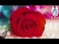 Download Lagu Giọt lệ hoa hồng - Tống Gia Vỹ