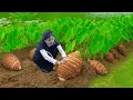 Download Lagu Harvesting Taro and Bringing It to the Market for Sale | Green Harvest