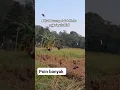 Download Lagu cara jituh menangkap burung jalak kebok #birds #burung