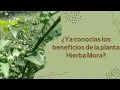 Discover the Incredible Benefits of Black Nightshade A Powerful Natural Remedy
