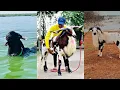 Madurai Sheep's Amazing Video 🔥❤️❤️😀 For Sheep Lover's